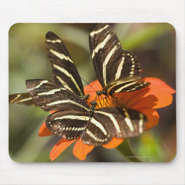 Zebra Longwing (heliconius charitonia) on flower Mouse Pad (Front)