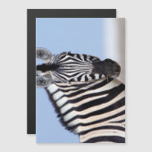 Zebra looking at you (Front/Back)