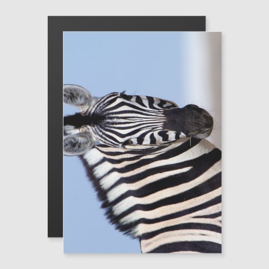 Zebra looking at you (Front/Back)