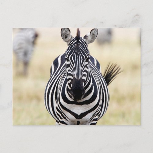 Zebra looking at you postcard