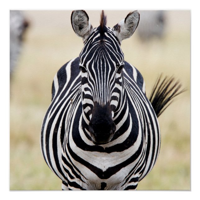 Zebra looking at you poster (Front)
