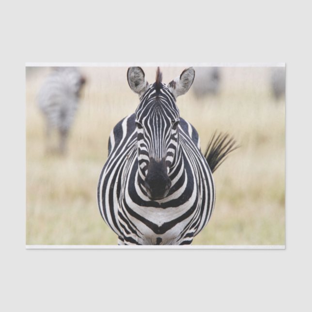 Zebra looking at you tissue paper (Front)