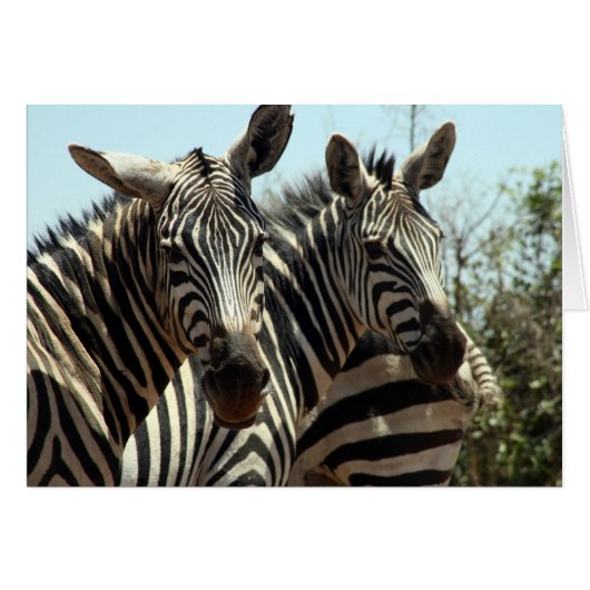 zebra looks cards (Front Horizontal)