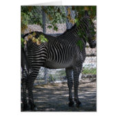 Zebra Love (Front)