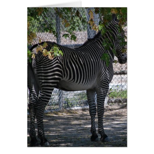 Zebra Love (Front)