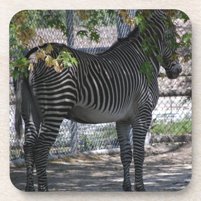 Zebra Love Beverage Coaster (Front)