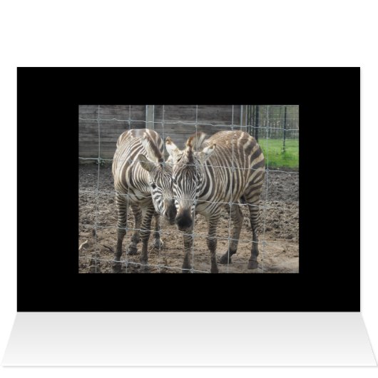 Zebra Love - blank (Inside Horizontal (Top))