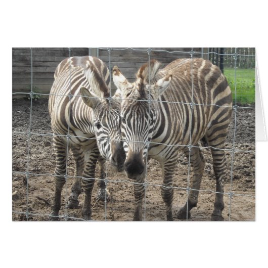 Zebra Love - blank Cards (Front Horizontal)