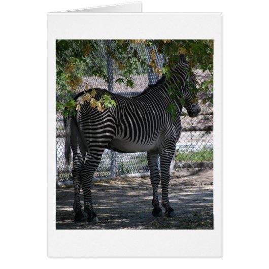 Zebra Love Cards (Front)