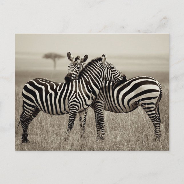 Zebra Love Postcard (Front)
