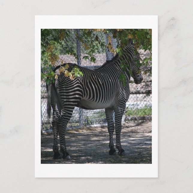 Zebra Love Postcard (Front)
