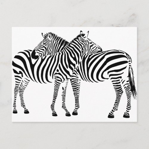 Zebra Love Postcard