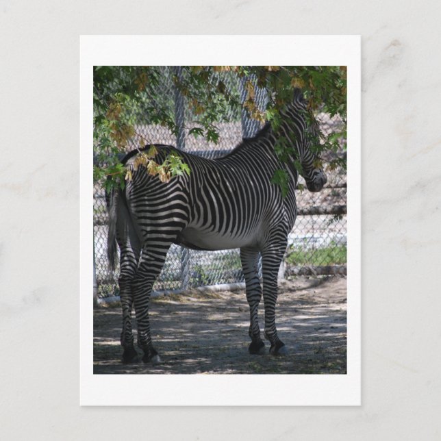 Zebra Love Postcard (Front)