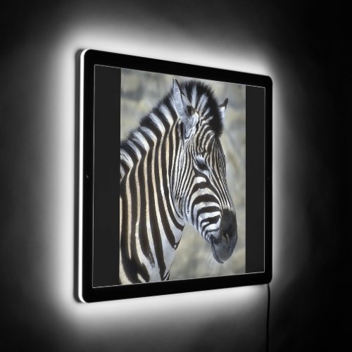 Zebra Lovers Art Gifts