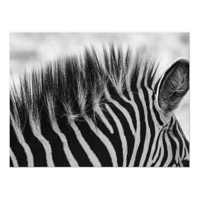 Zebra Mane Closeup Black And White Photo Print (Front)
