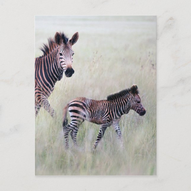 Zebra mom and baby postcard (Front)