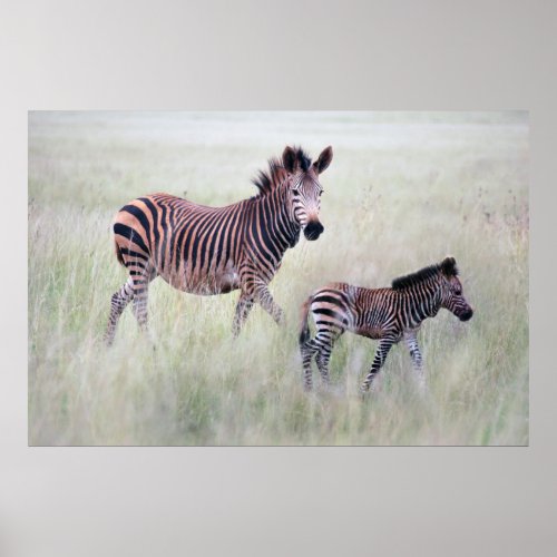 Zebra mom and baby poster