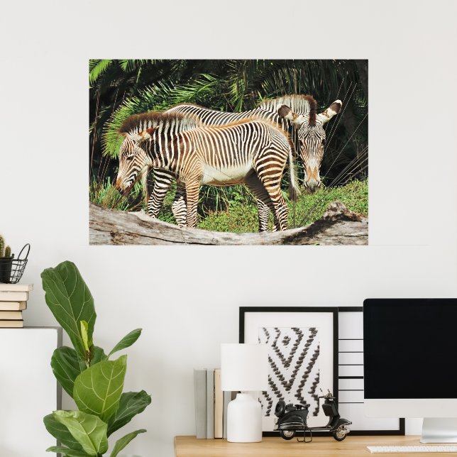 Zebra Mom & Foal 36 x 24 Photo Poster (Home Office)