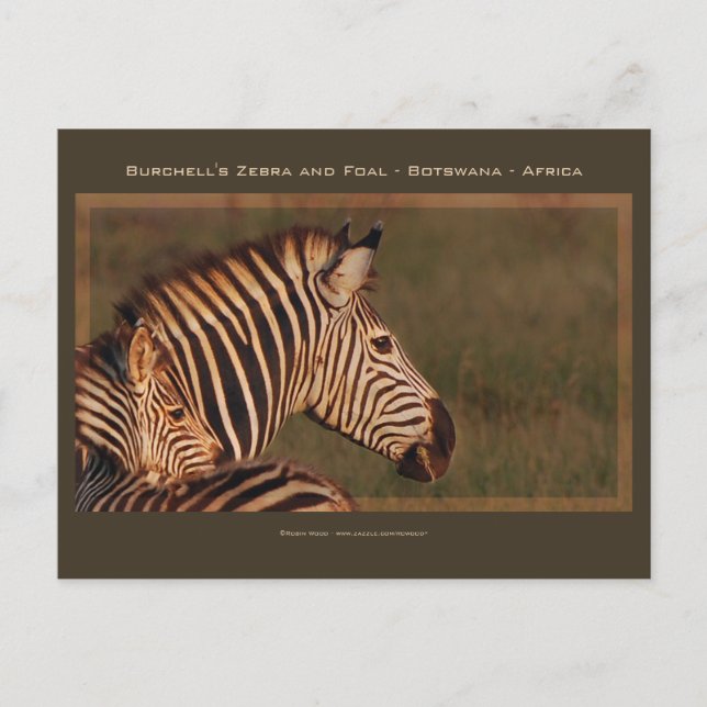 Zebra mother & baby safari greeting cards (Front)
