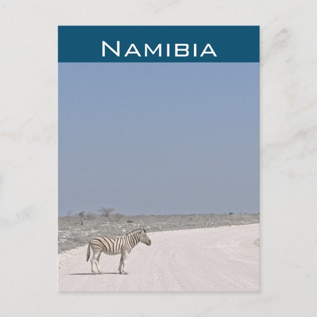 Zebra, Namibia Postcard (Front)