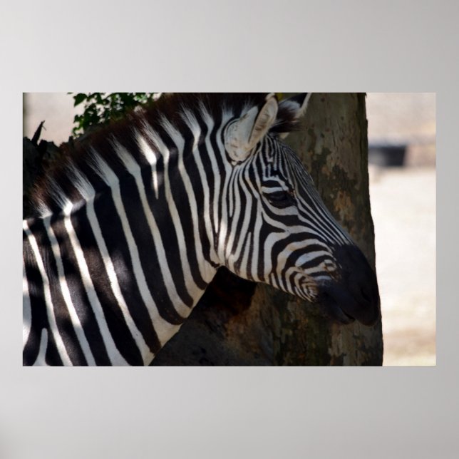 Zebra of Africa Poster (Front)