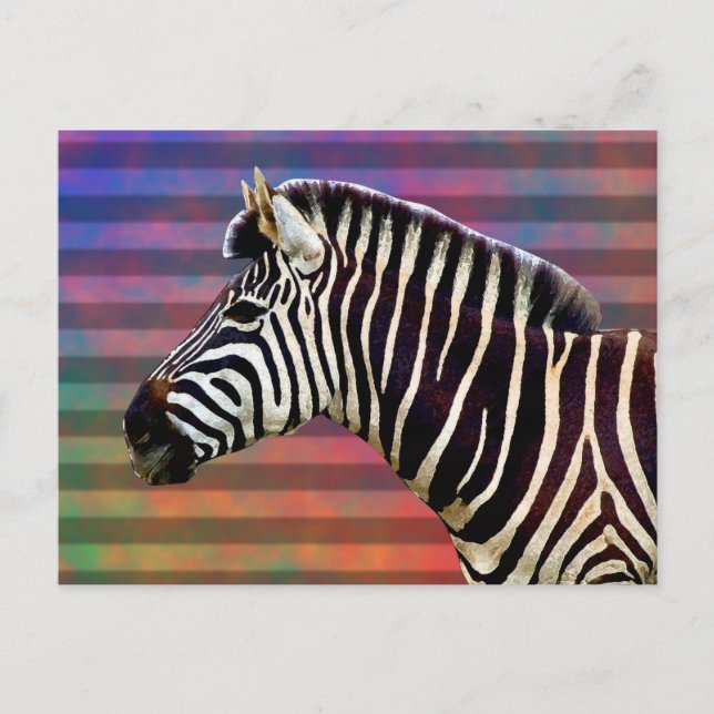 Zebra on Psychedelic Stripes Postcard (Front)
