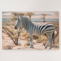 Zebra on Safari