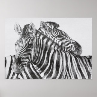 Zebra Original Pencil Drawing Posters