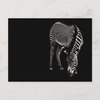 Zebra P4435 Postcard