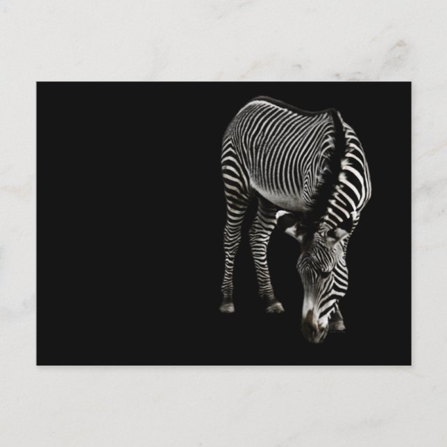 Zebra P4435 Postcard (Front)
