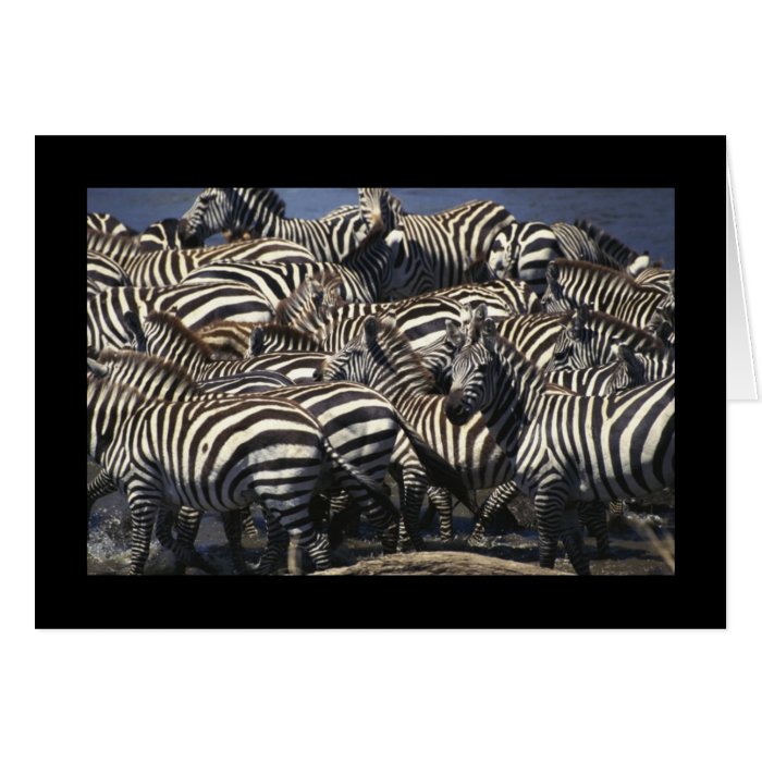 Zebra Pack Card