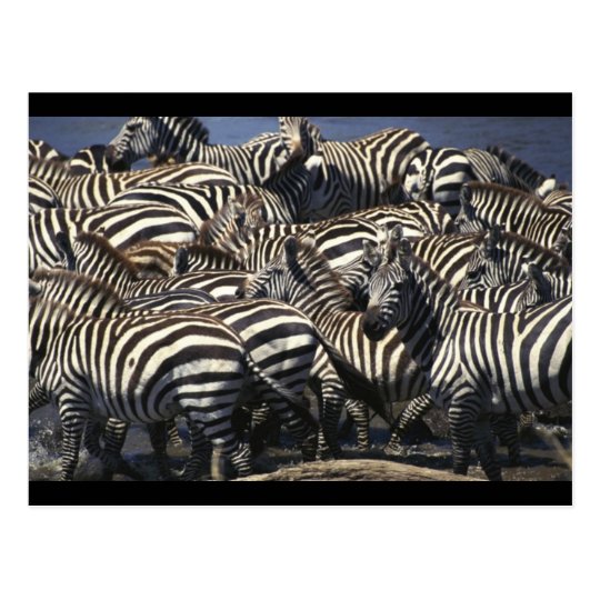 animal pack zebra