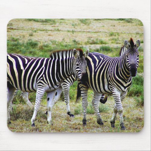 Zebra Pair Wildlife Photography Mouse Pad