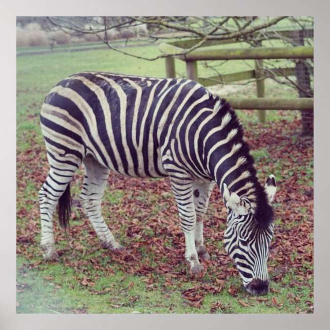 Zebra Photographic Print (Front)