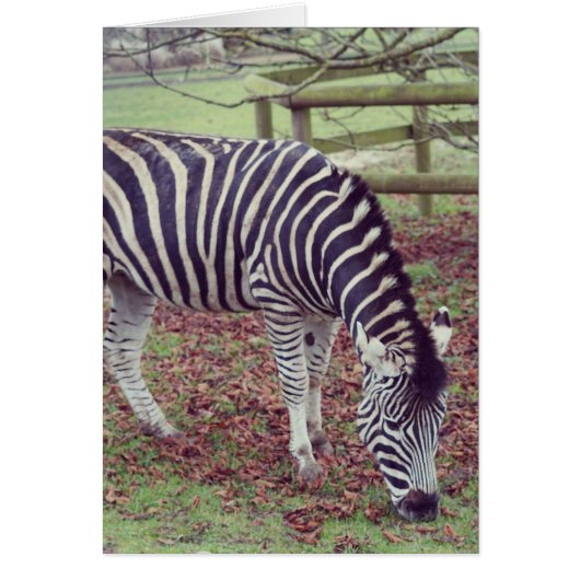 Zebra Photographic Print Cards (Front)