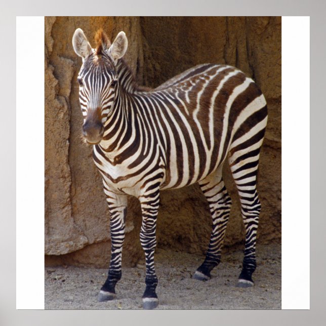 Zebra Picture Poster (Front)