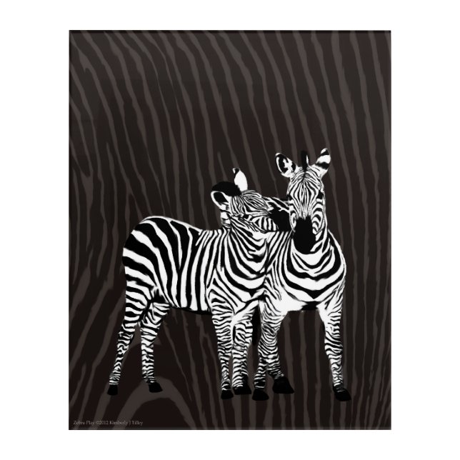 Zebra Play Acrylic Print (Front)