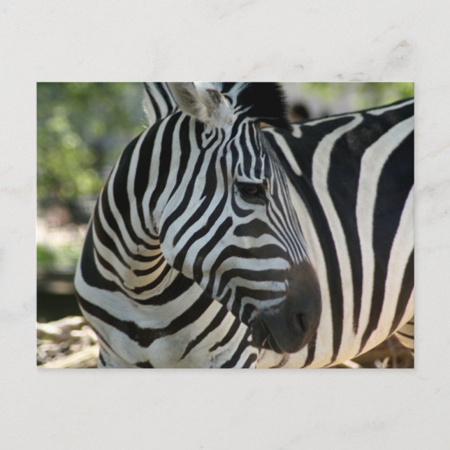Zebra Pose Postcard (Front)