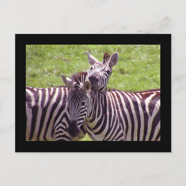Zebra postcard (Front)