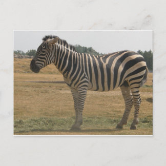 zebra postcard