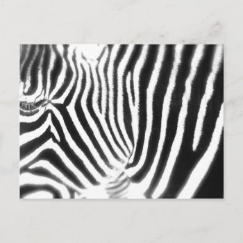 Zebra Postcard by pulsDesign at Zazzle