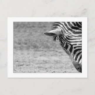 Zebra Postcard