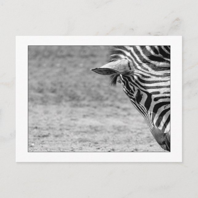Zebra Postcard (Front)