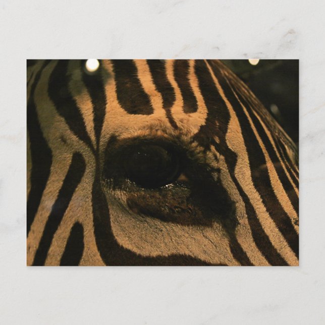 Zebra Postcard (Front)