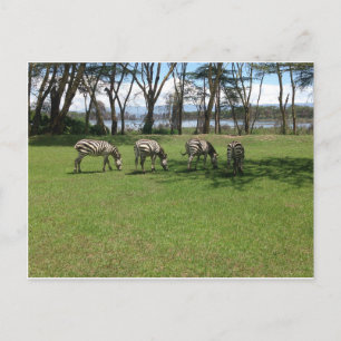 Zebra Postcard