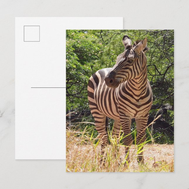 Zebra Postcard (Front/Back)