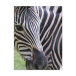 Zebra Postcard
