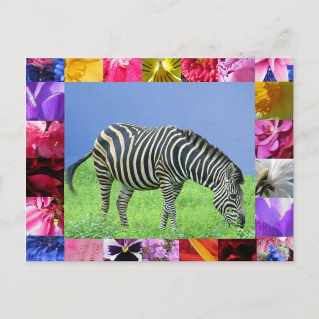 Zebra Postcard (Front)