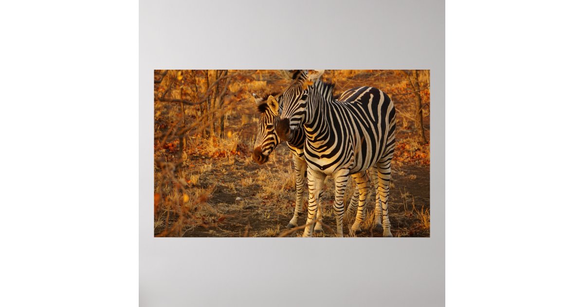 Zebra Poster 