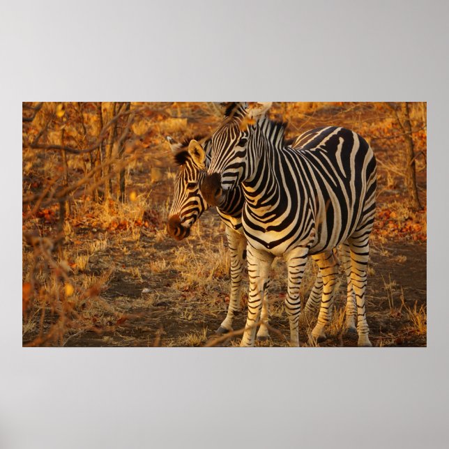 Zebra Poster (Front)